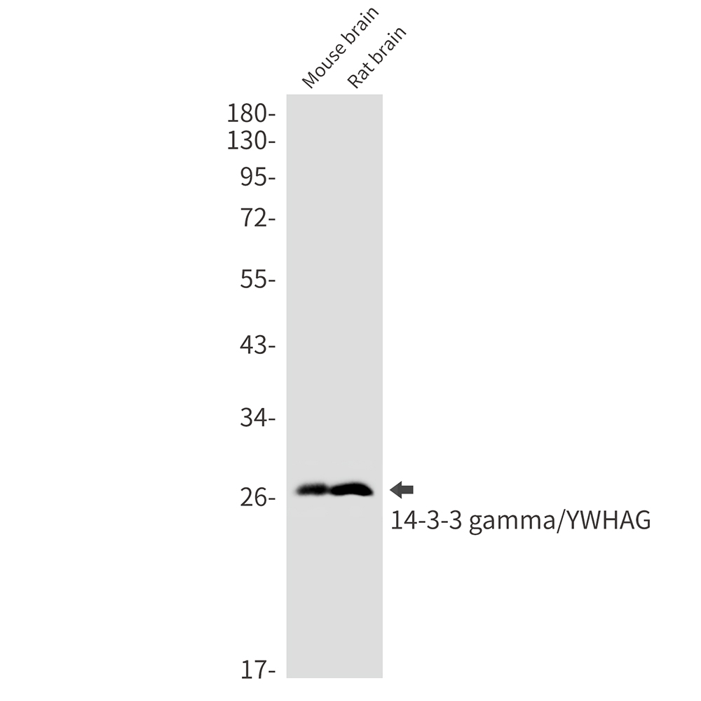 14-3-3 gamma/YWHAG Rabbit mAb ABZ2330