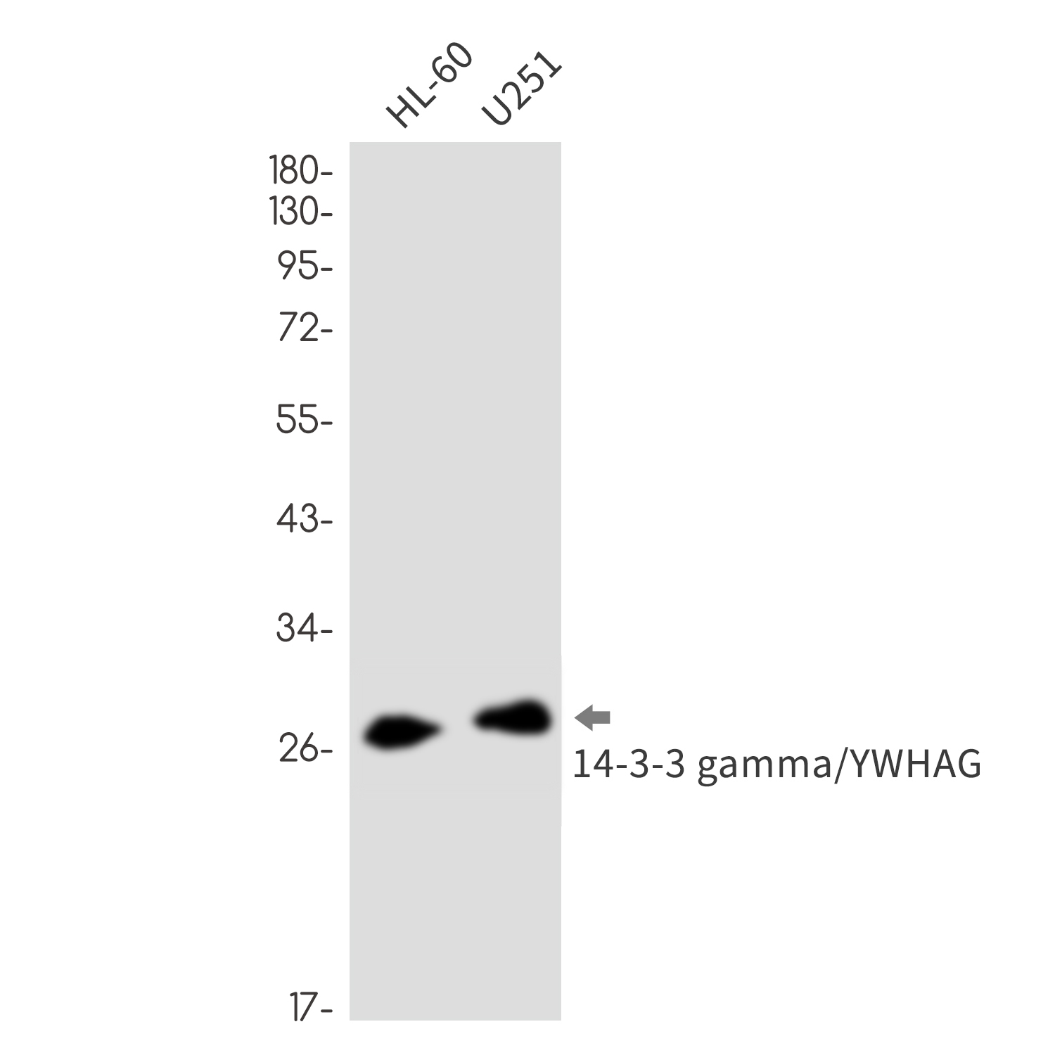 14-3-3 gamma/YWHAG Rabbit mAb ABZ2330