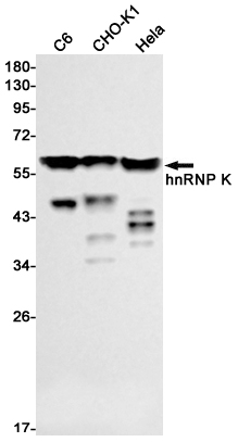 hnRNP K Rabbit mAb ABZ2331