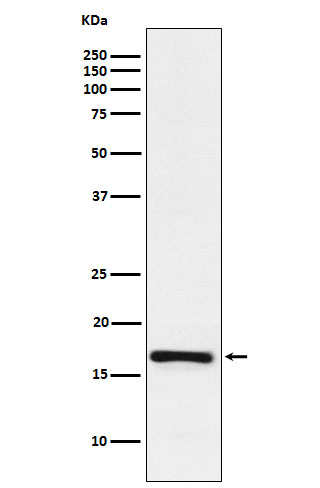LMO4 Rabbit mAb ABZ2332