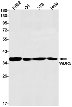 WDR5 Rabbit mAb ABZ2333