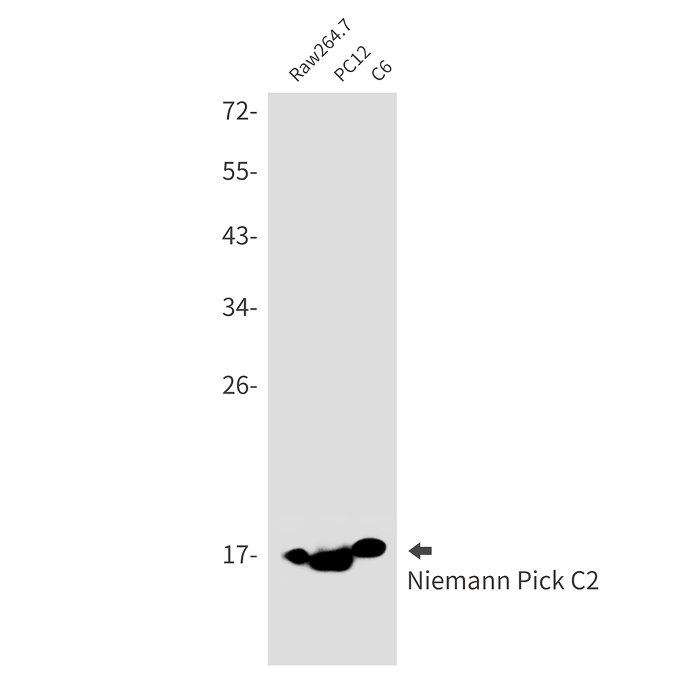 Niemann Pick C2 Rabbit mAb ABZ2334