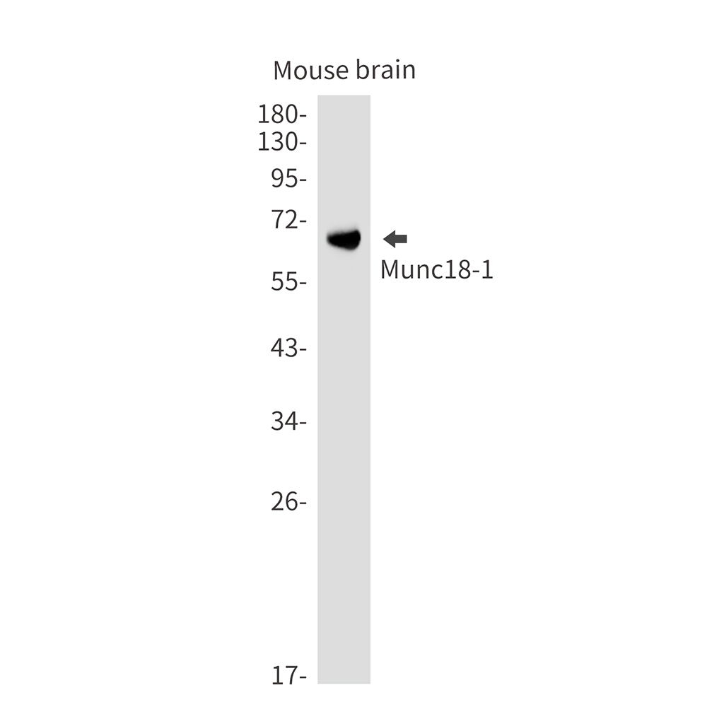 Munc18-1 Rabbit mAb ABZ2337