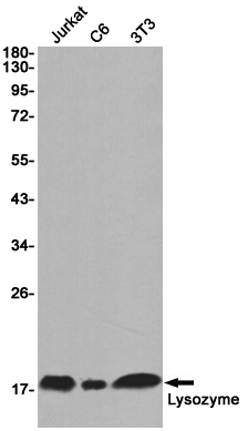 Lysozyme Rabbit mAb ABZ2338