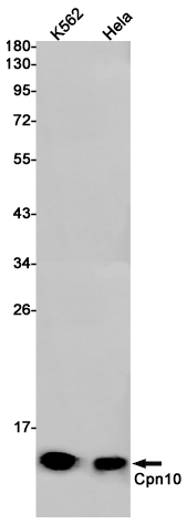 EPF Rabbit mAb ABZ2339