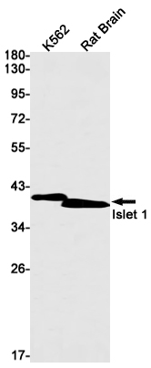 Islet 1 Rabbit mAb ABZ2341