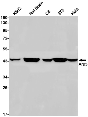 Arp3 Rabbit mAb ABZ2343