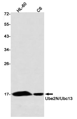 Ubiquitin Conjugating Enzyme E2 N Rabbit mAb ABZ2344