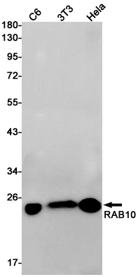 RAB10 Rabbit mAb ABZ2346
