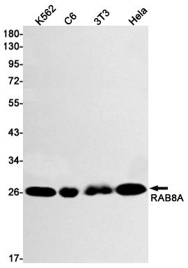 Rab8A Rabbit mAb ABZ2347