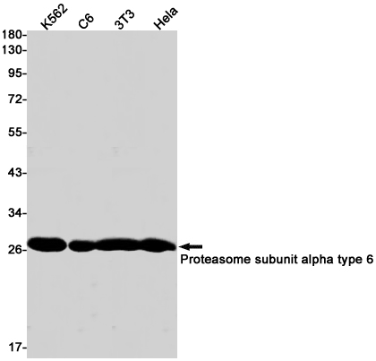Proteasome subunit alpha type 6 Rabbit mAb ABZ2348