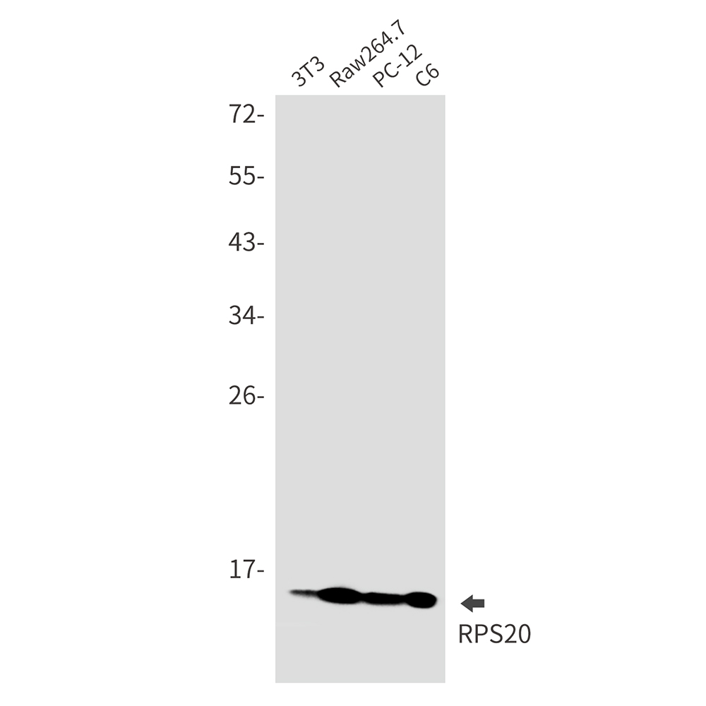 RPS20 Rabbit mAb ABZ2350