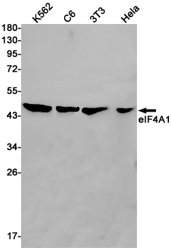 eIF4A1 Rabbit mAb ABZ2351