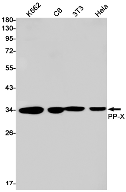 PPP4C Rabbit mAb ABZ2354