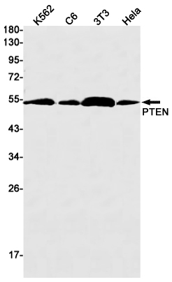 PTEN Rabbit mAb ABZ2355
