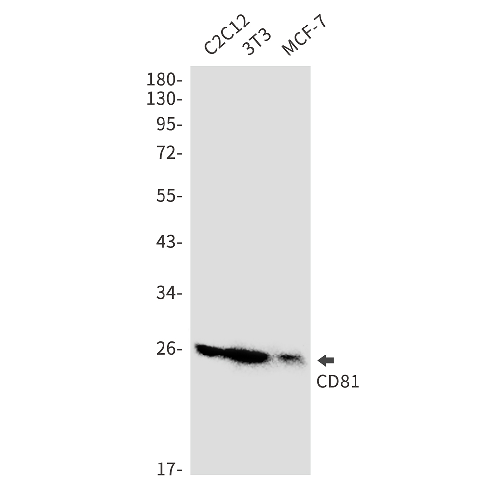 CD81 Rabbit mAb ABZ2356