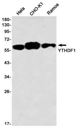 YTHDF1 Rabbit mAb ABZ2357