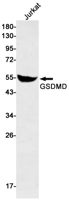 GSDMD Rabbit mAb ABZ2359