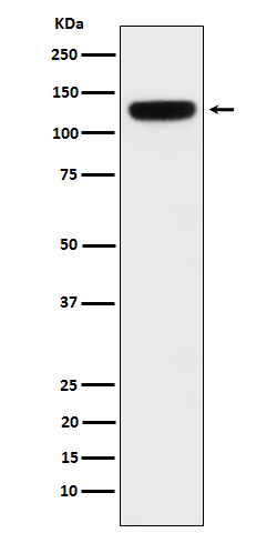 PER3 Rabbit mAb ABZ2362