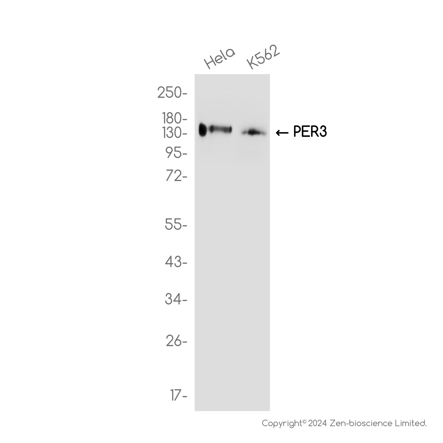 PER3 Rabbit mAb ABZ2362
