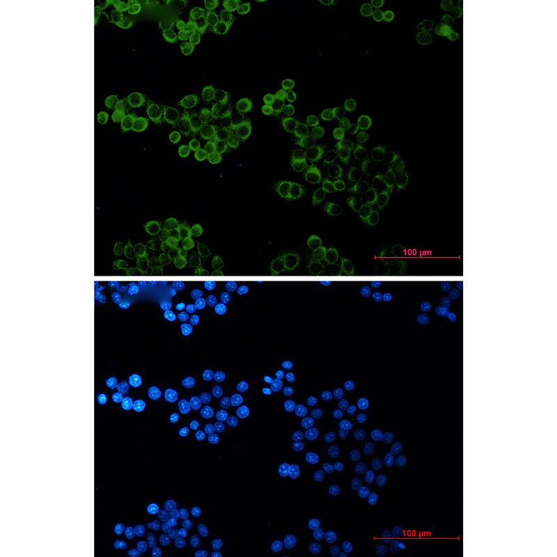 Bid Rabbit mAb ABZ2364