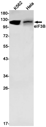 eIF3B Rabbit mAb ABZ2365