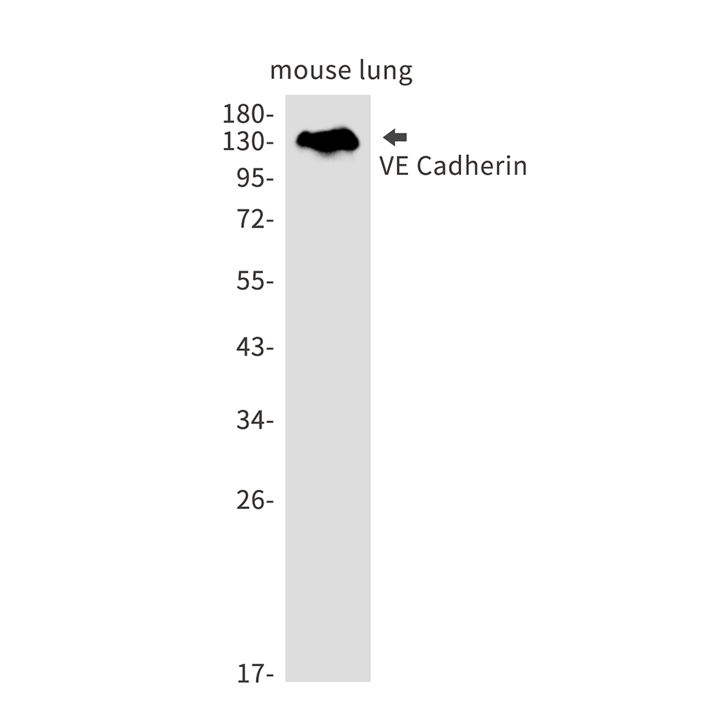 VE Cadherin Rabbit mAb ABZ2367