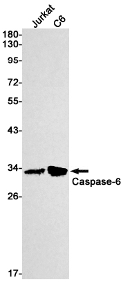 Caspase 6 Rabbit mAb ABZ2370