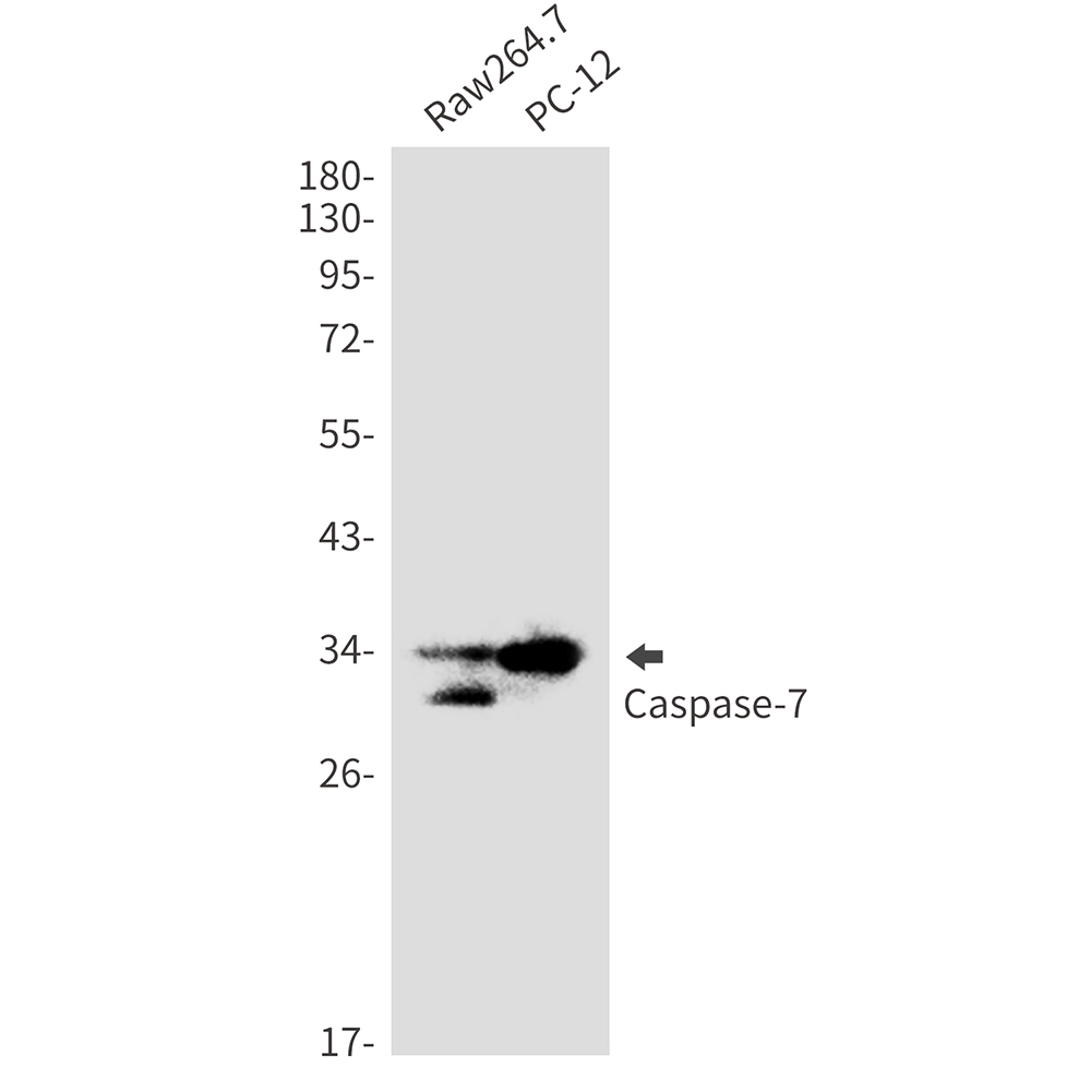 Caspase 7 Rabbit mAb ABZ2371