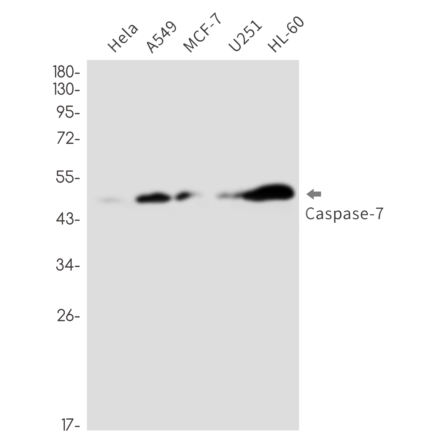 Caspase 7 Rabbit mAb ABZ2371