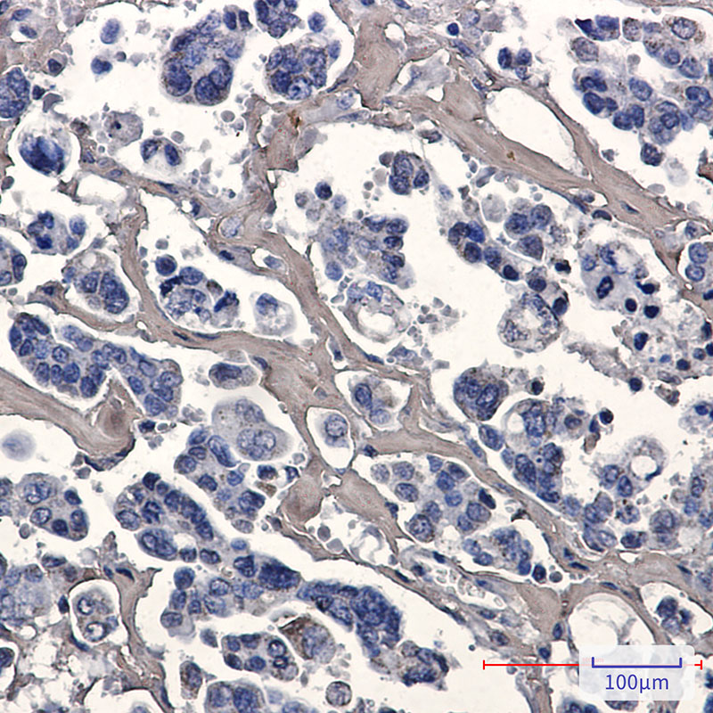 Caspase 7 Rabbit mAb ABZ2372