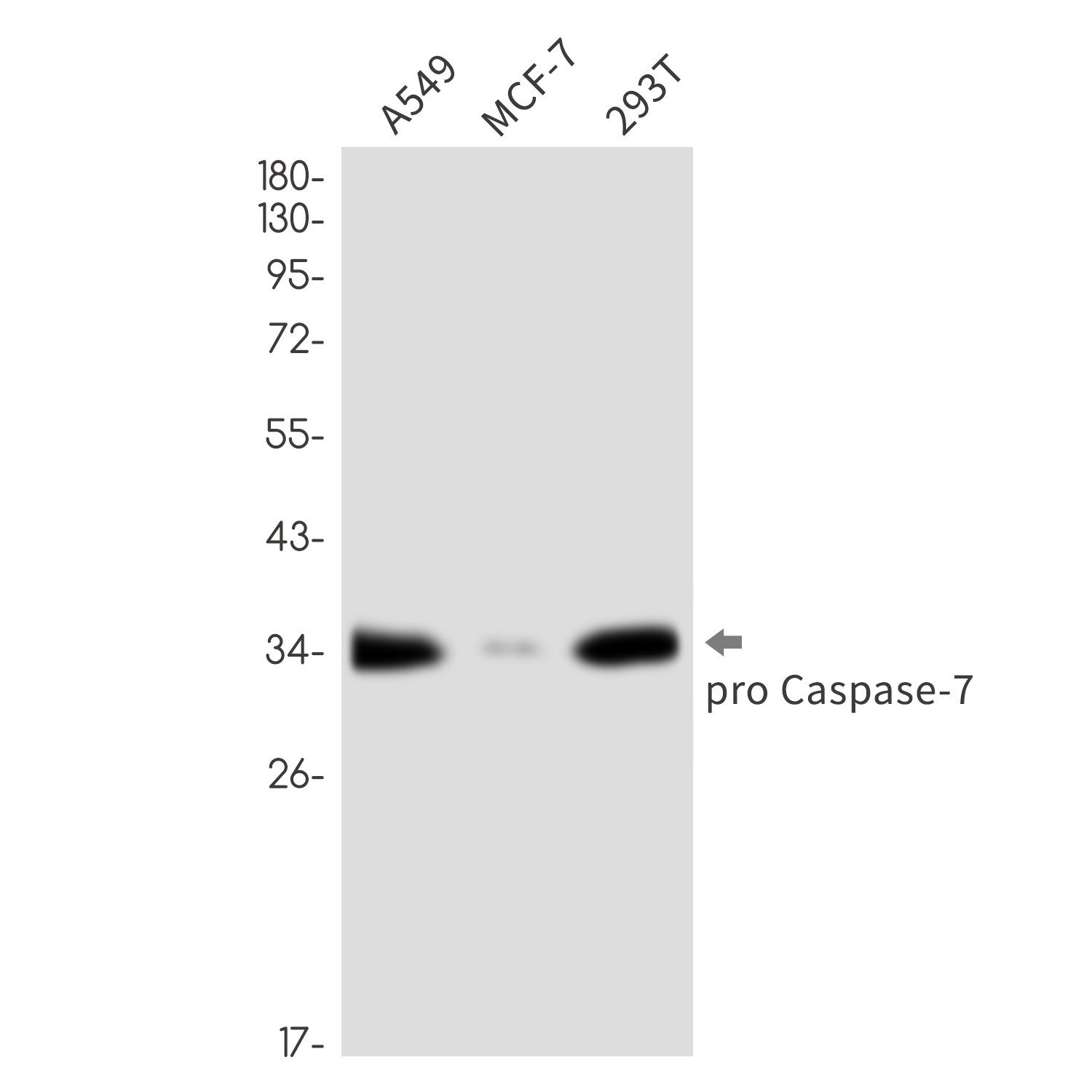 Caspase 7 Rabbit mAb ABZ2372