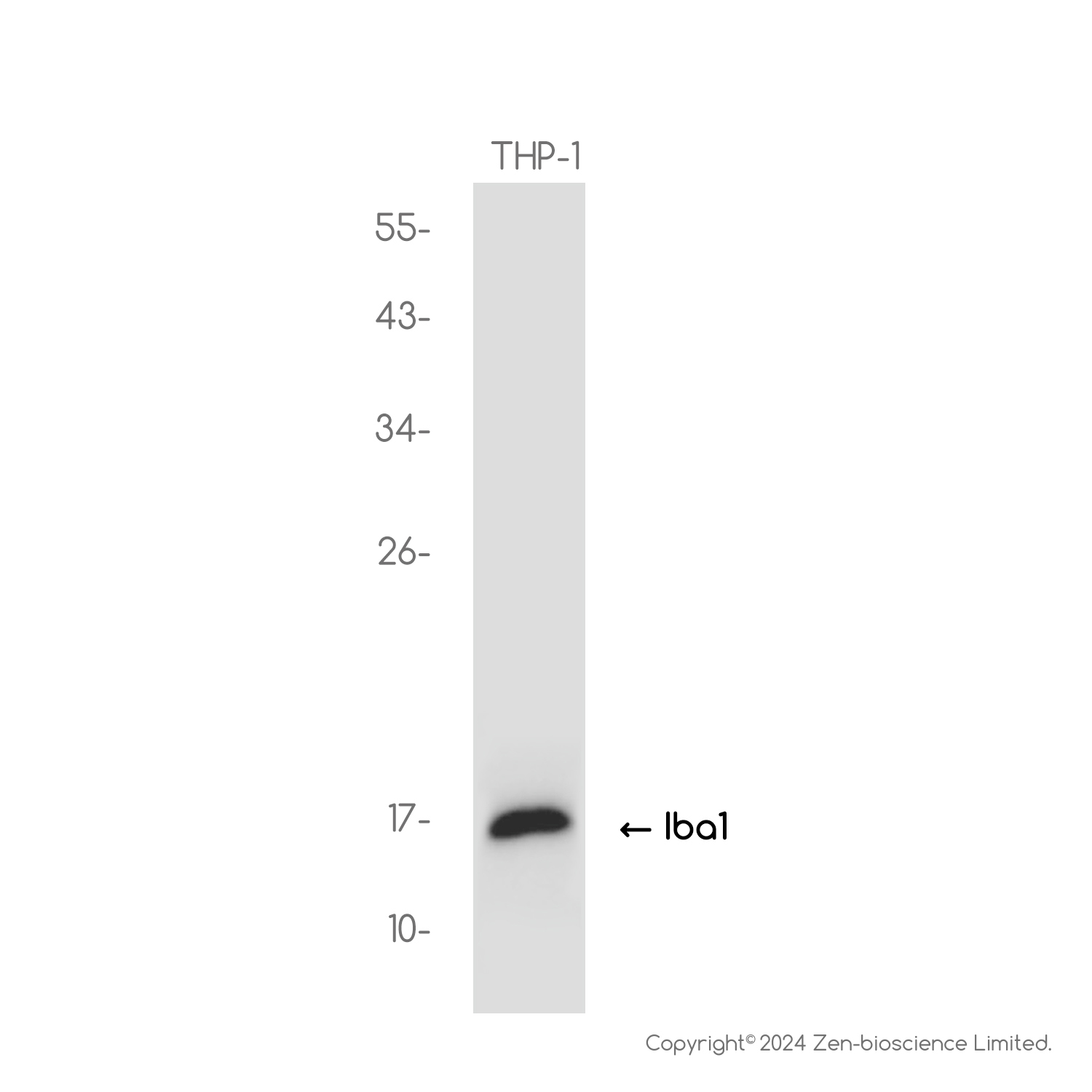 Iba1 Rabbit mAb ABZ2376