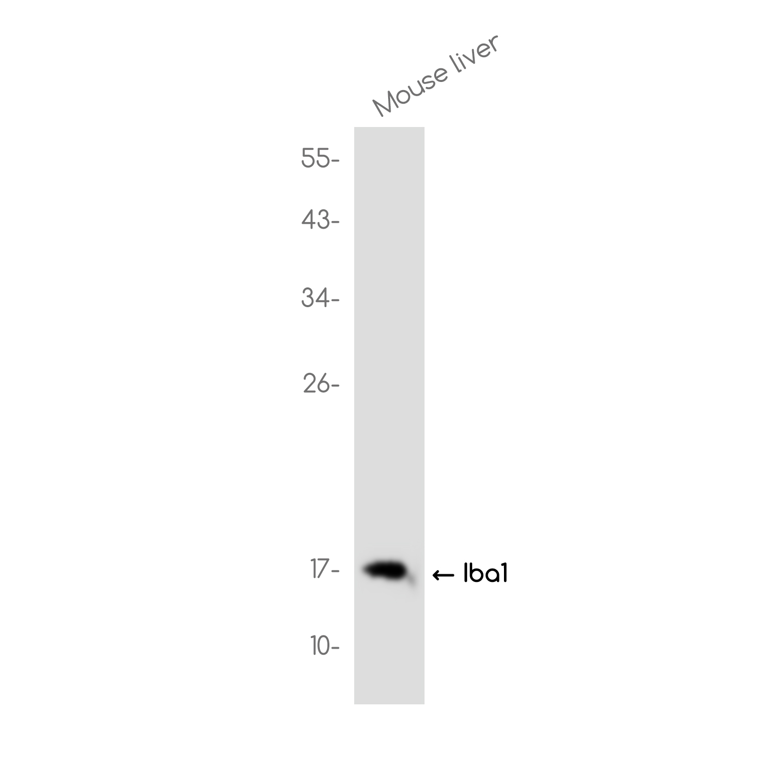 Iba1 Rabbit mAb ABZ2376