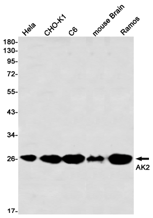 AK2 Rabbit mAb ABZ2377