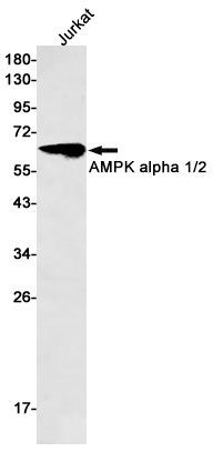 AMPK alpha 1/2 Rabbit mAb ABZ2378