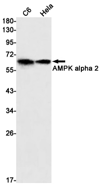 AMPK alpha 2 Rabbit mAb ABZ2379