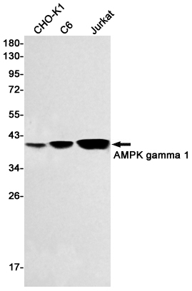 AMPK gamma 1 Rabbit mAb ABZ2380