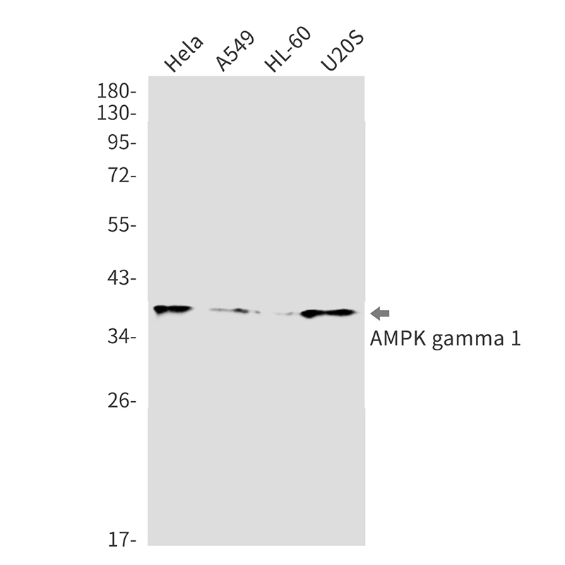 AMPK gamma 1 Rabbit mAb ABZ2381