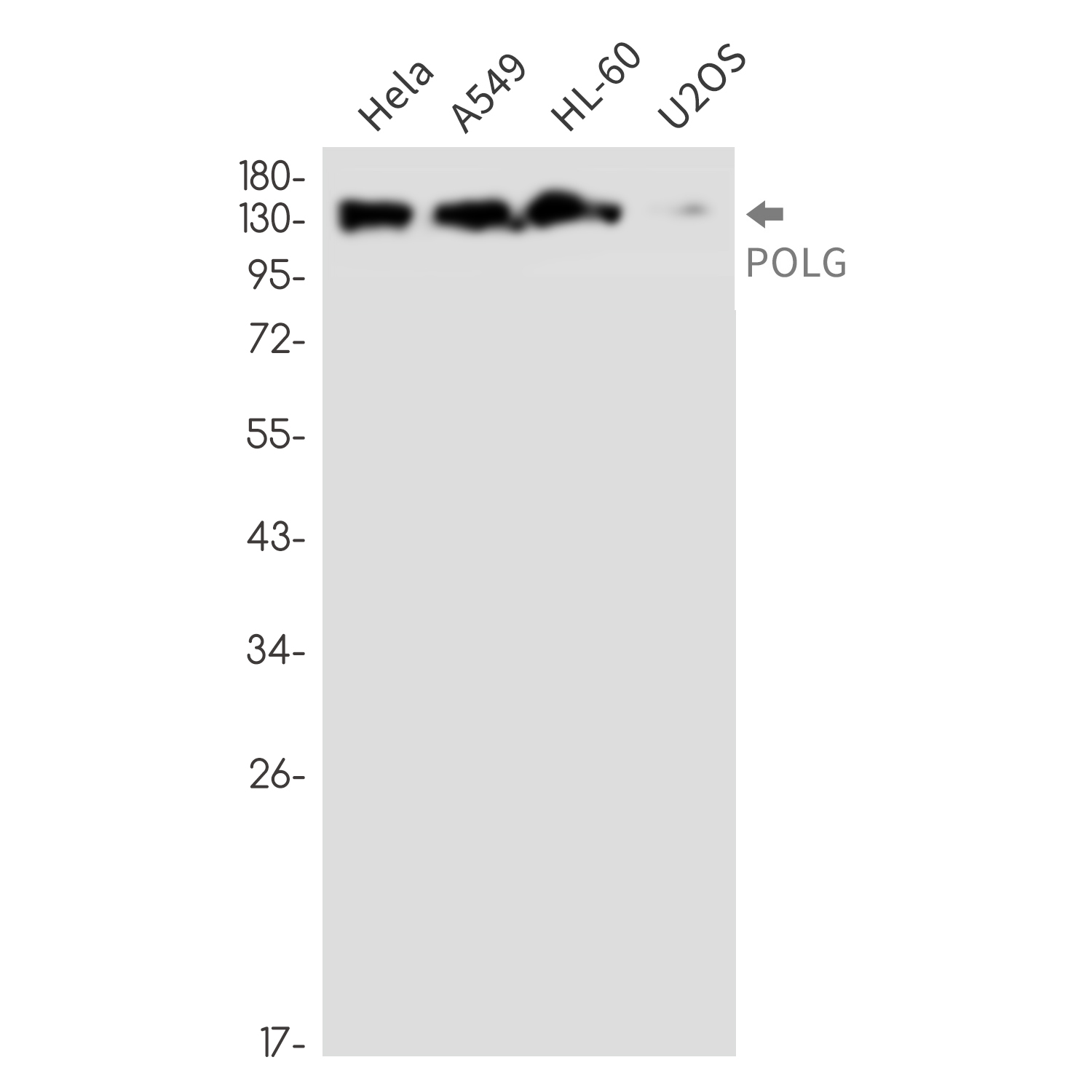 POLG Rabbit mAb ABZ2384