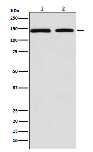 POLG Rabbit mAb ABZ2385
