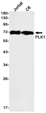 PLK1 Rabbit mAb ABZ2388