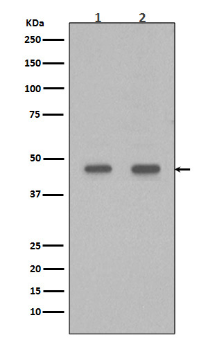 PDX1 Rabbit mAb ABZ2390