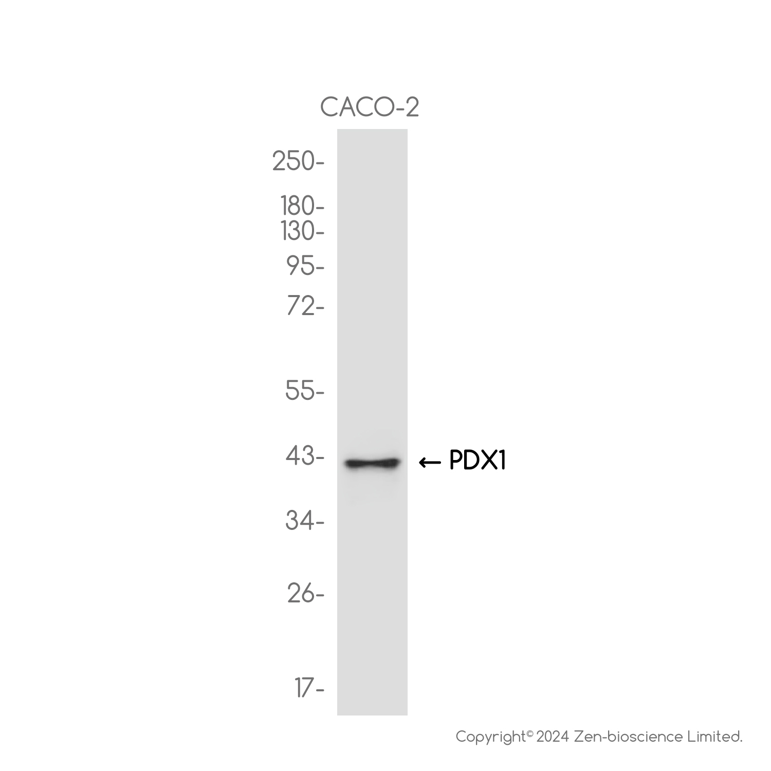 PDX1 Rabbit mAb ABZ2390
