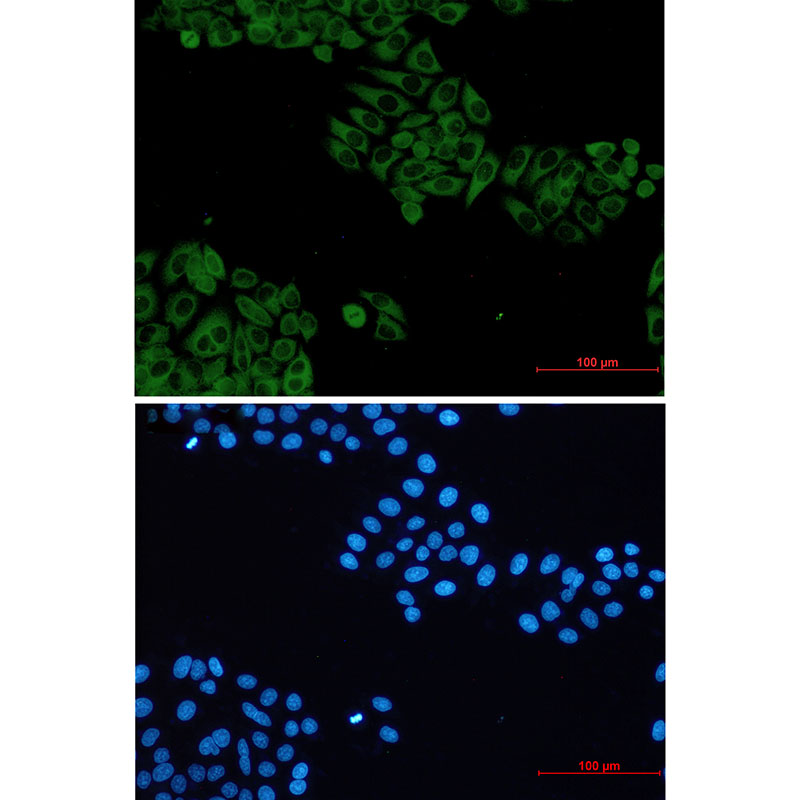VAV2 Rabbit mAb ABZ2392