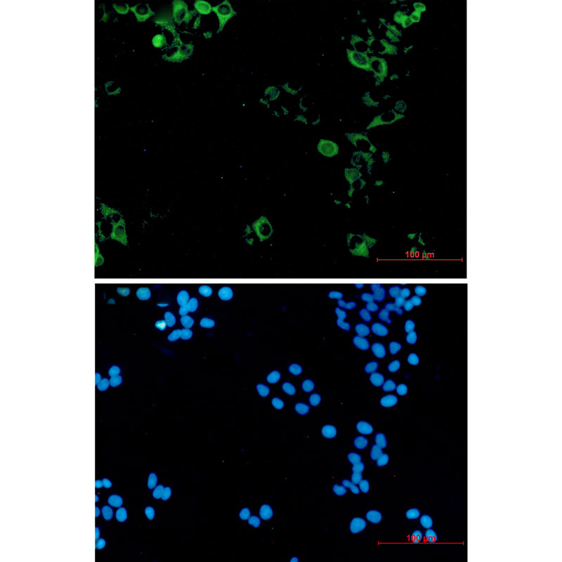 Eg5 Rabbit mAb ABZ2393