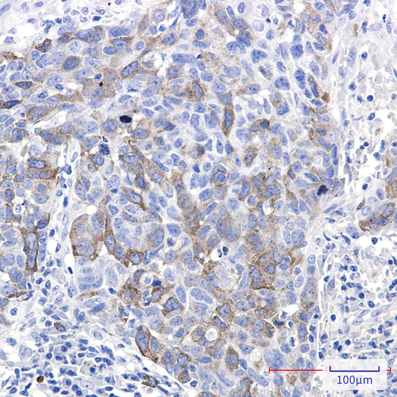Eg5 Rabbit mAb ABZ2394