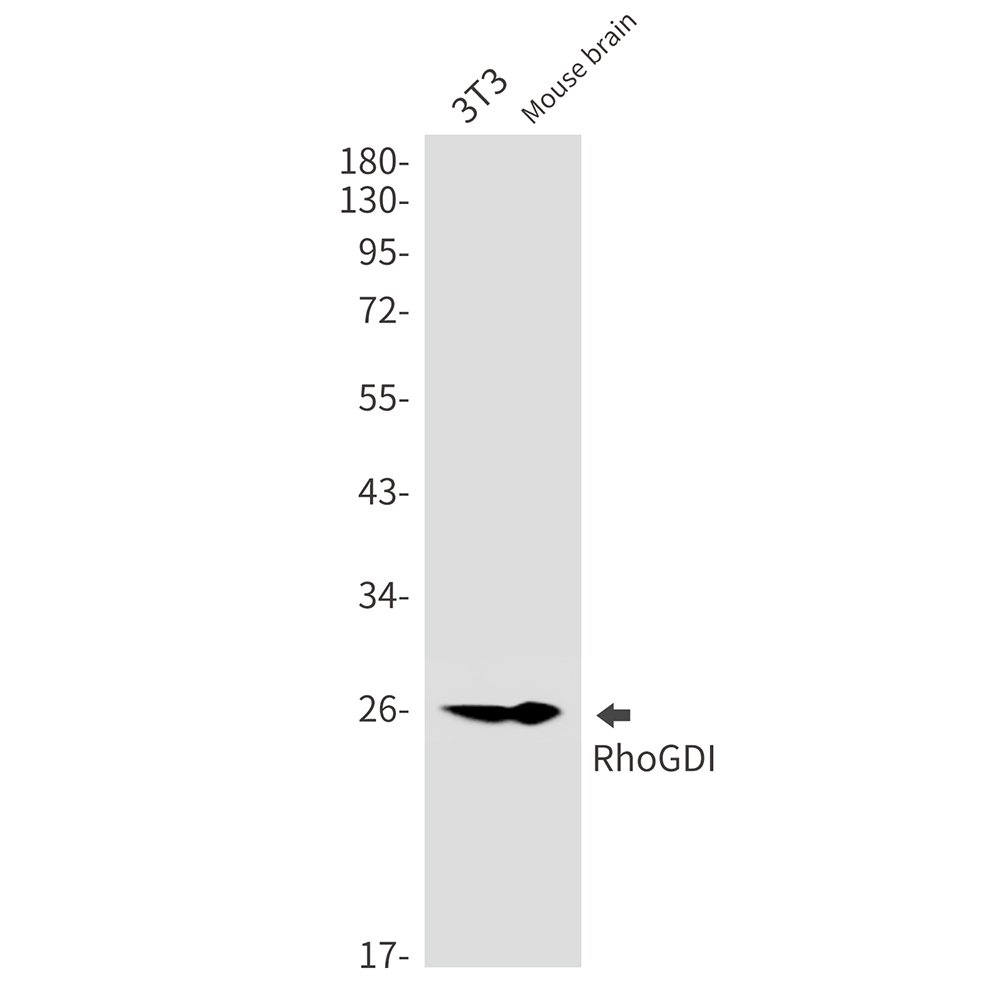 RhoGDI Rabbit mAb ABZ2397