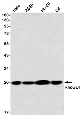 RhoGDI Rabbit mAb ABZ2397