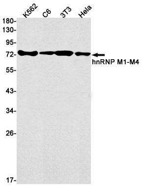 hnRNP M Rabbit mAb ABZ2398
